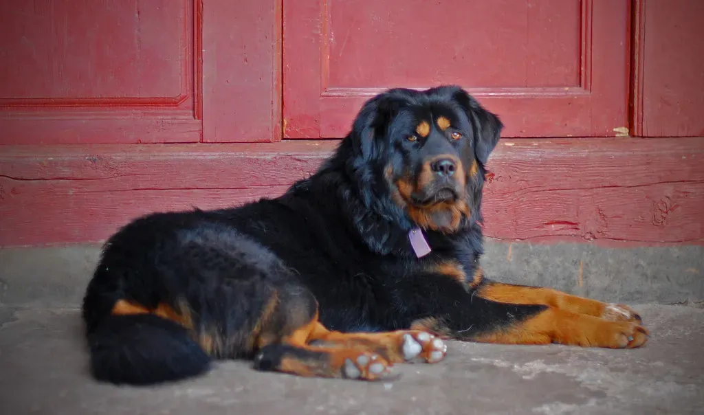Tibetan Mastiff: The Ancient Guardian (Image Credits: Flickr)