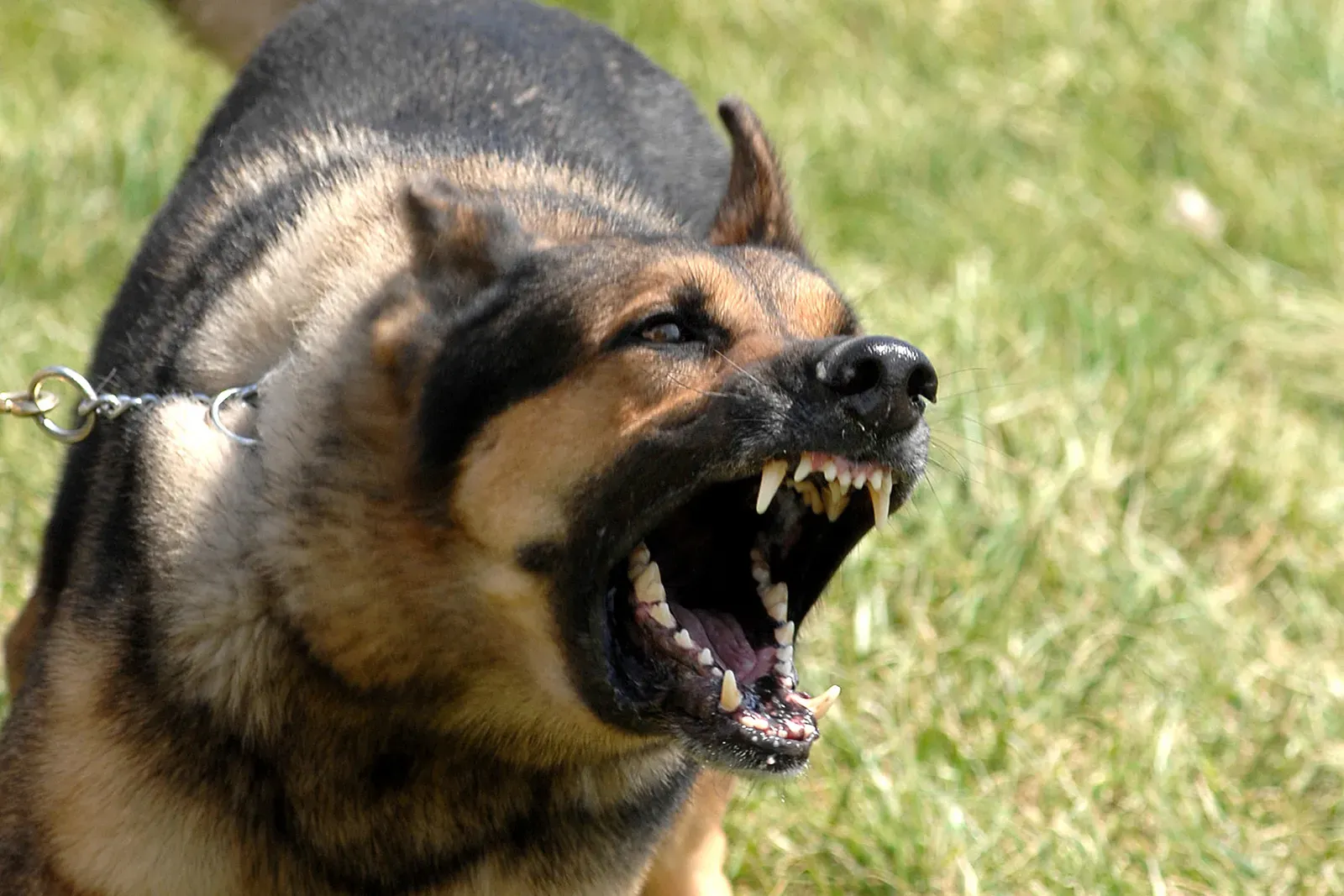 9. German Shepherd: The Authoritative Communicator (Image Credits: Wikimedia)
