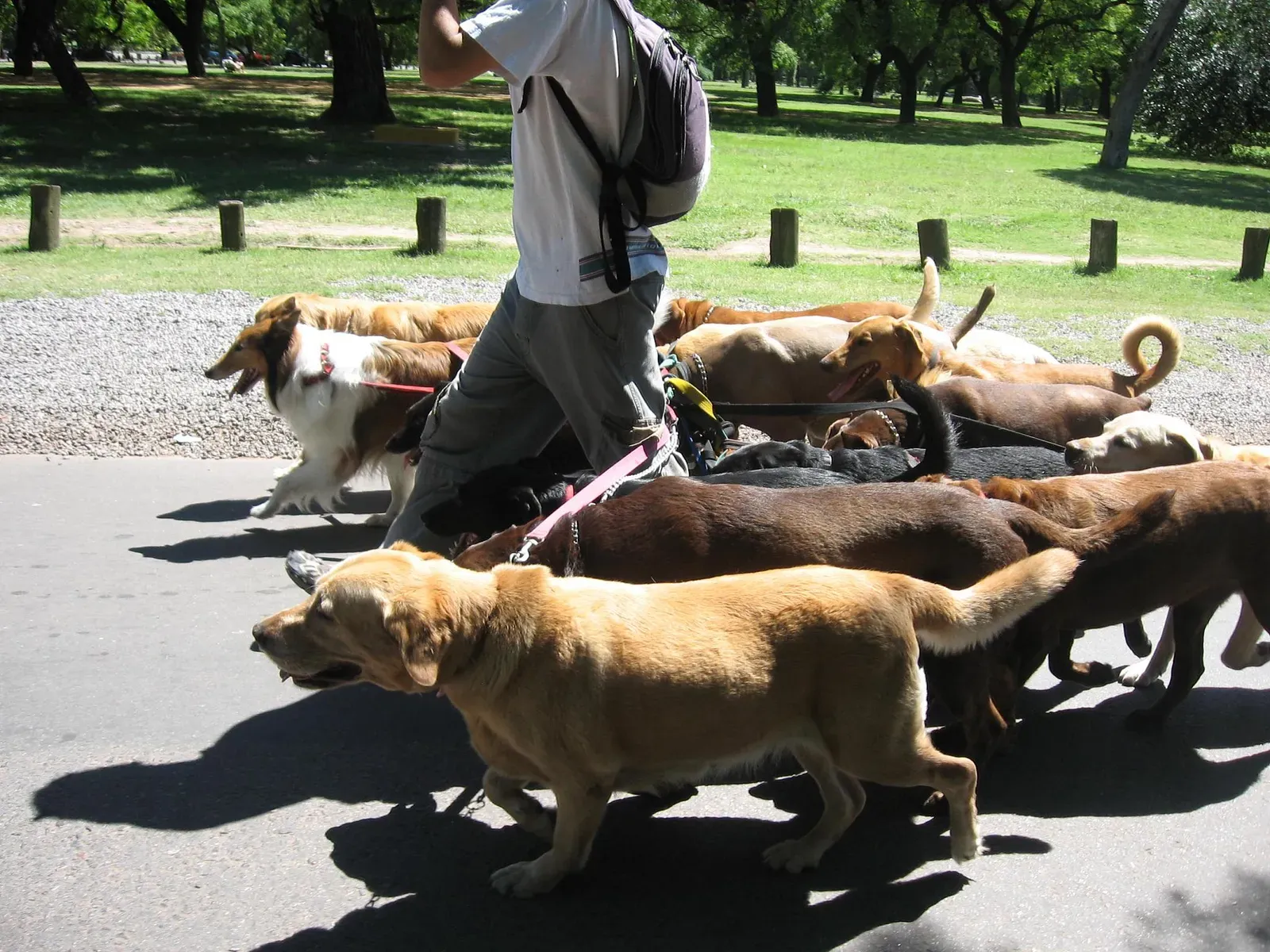The Bottom Line (Flickr: Dog walker - Buenos Aires, CC BY 2.0)