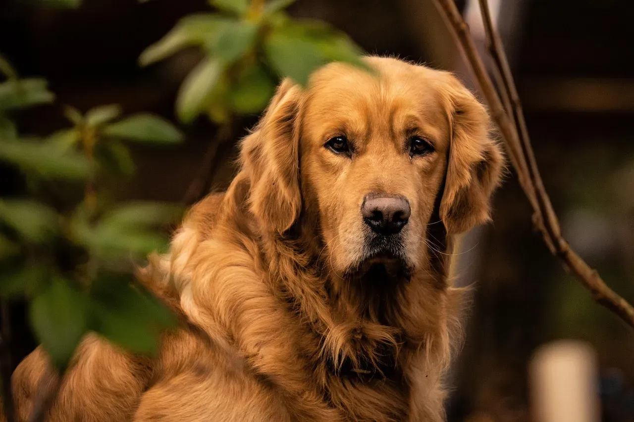 The Golden Retriever: Forever Optimistic About Food (Image Credits: Pixabay)