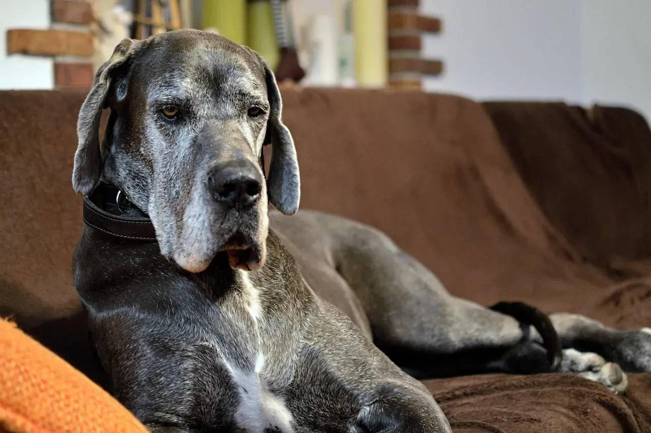 The Great Dane: The Gentle Giant Surprise (Image Credits: Pixabay)