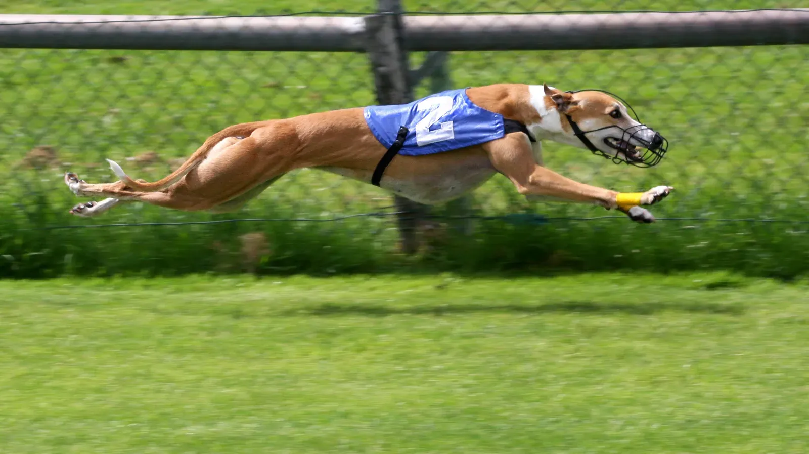 6. Greyhounds – Elite Racers in a Sport on the Way Out (By AngMoKio, CC BY-SA 3.0)