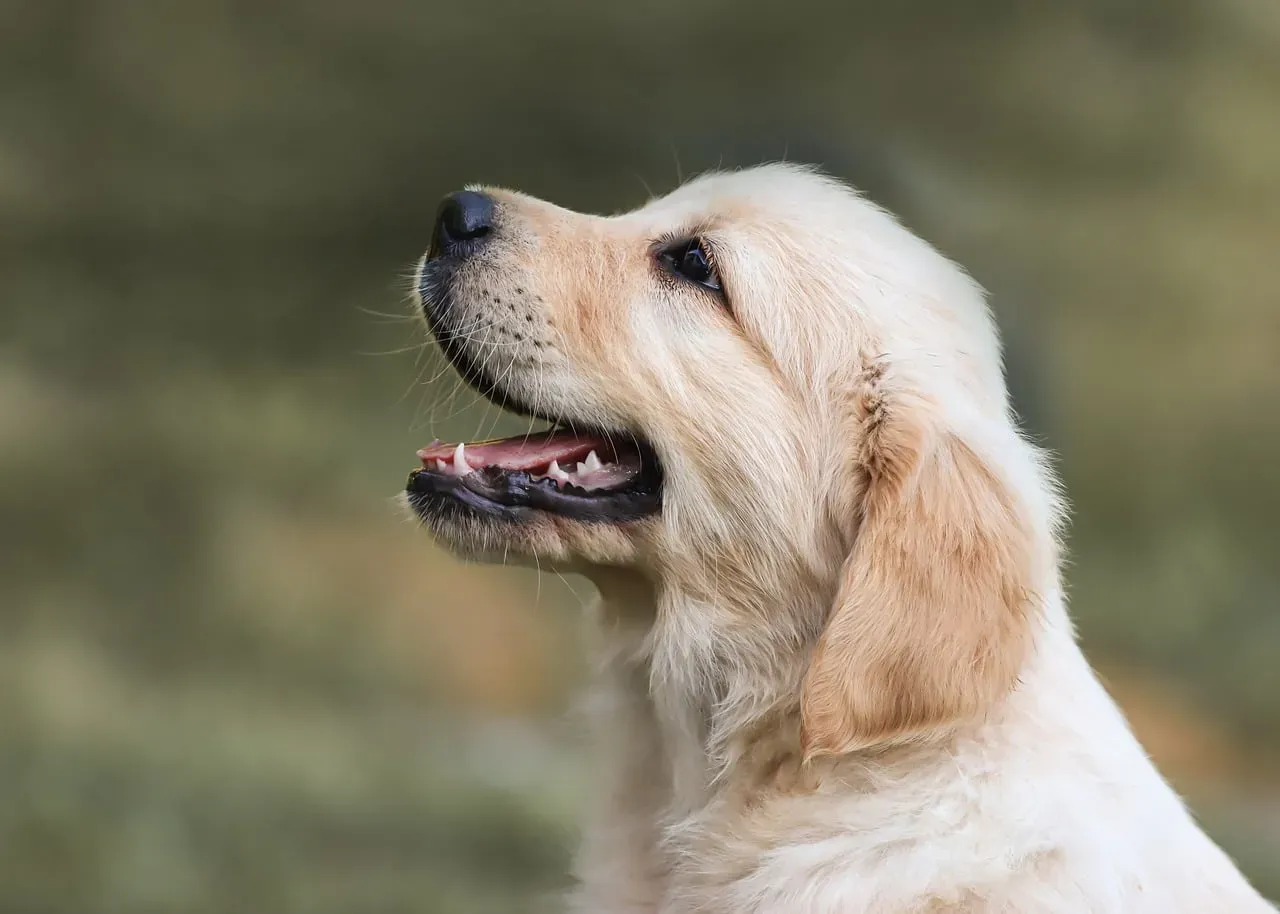 Charlie (Image Credits: Pixabay)
