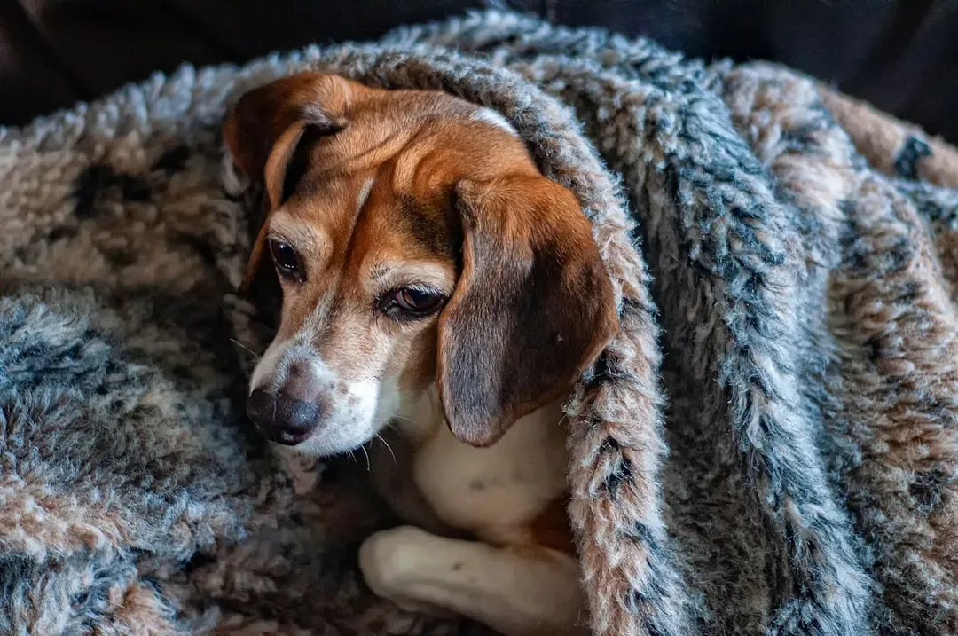 How to Know If Your Dog Is Struggling with Pennsylvania's Climate (Image Credits: Unsplash)