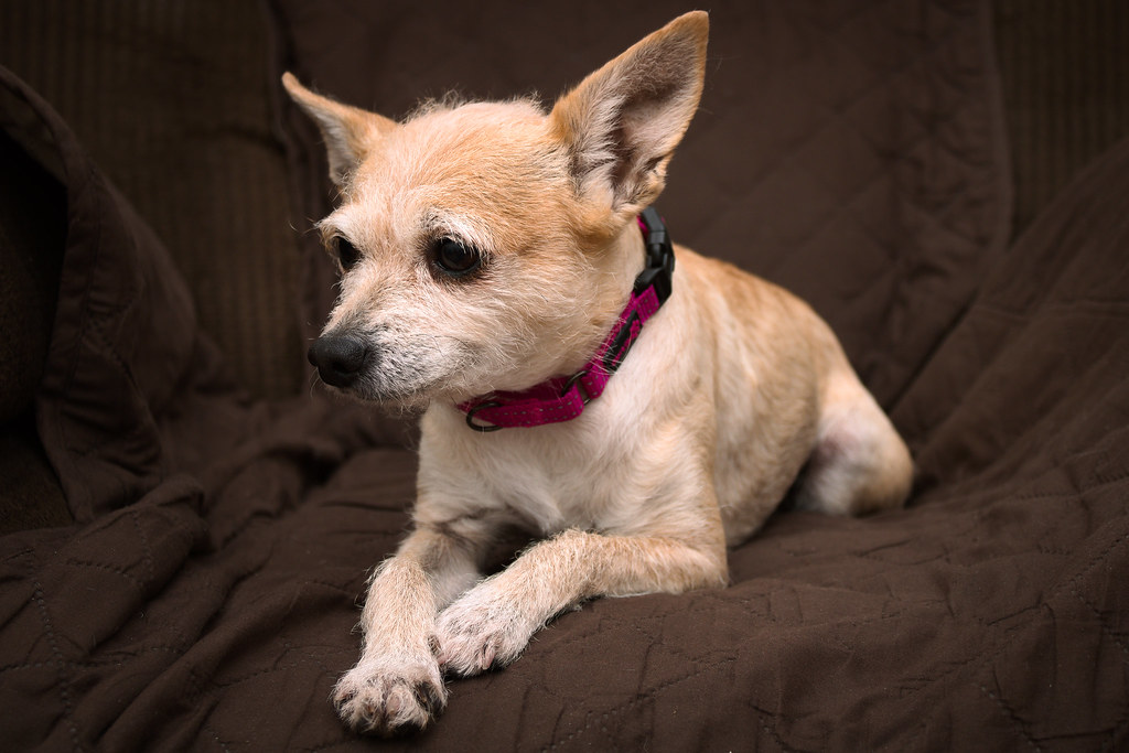 Chihuahua: The Heat-Loving Tiny Titan (Image Credits: Flickr)