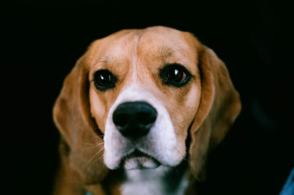 The Labrador and Beagle Mix (Beagador): The Social Eater (Image Credits: Pexels)