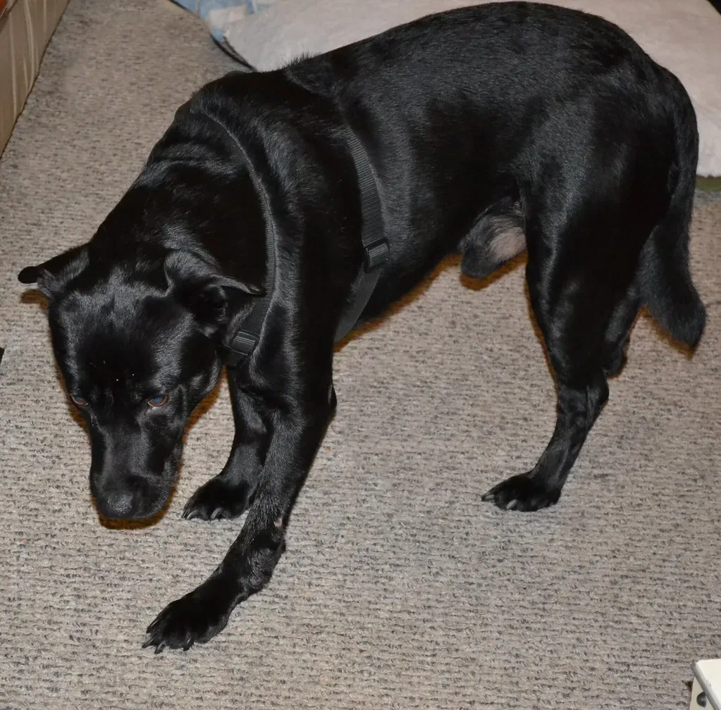 Changes in Body Posture (Hunched, Low Head, Tucked Tail) (Image Credits: Flickr)