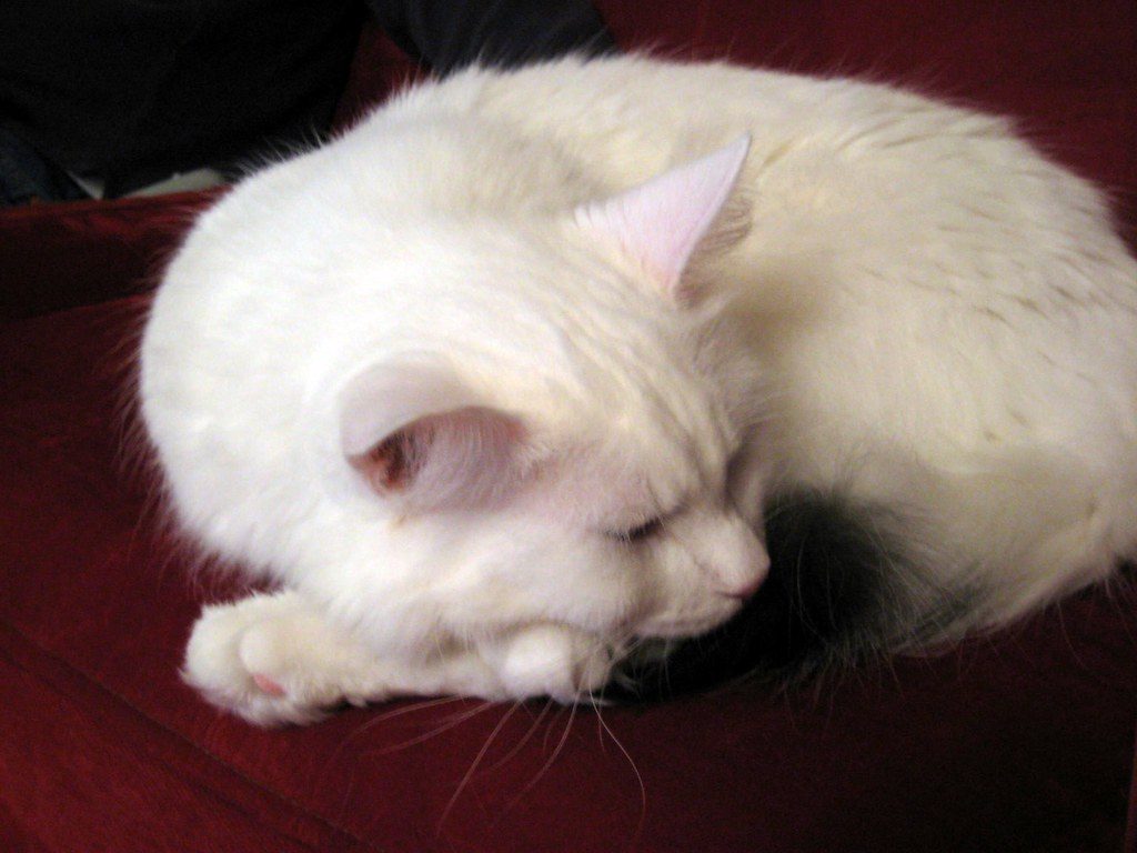 Temperature Control Tactics (Image Credits: Flickr)