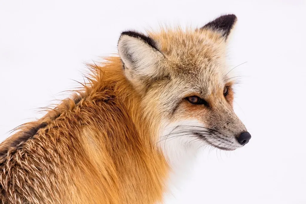 Conclusion: These States Deserve Their Fox Reputation (Image Credits: Rawpixel)