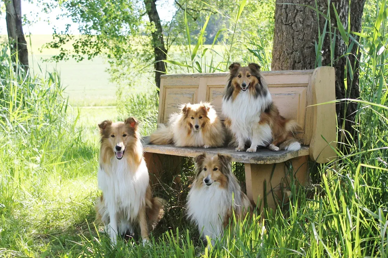 Rough Collies: Gentle Souls with Hidden Fears (Image Credits: Pixabay)