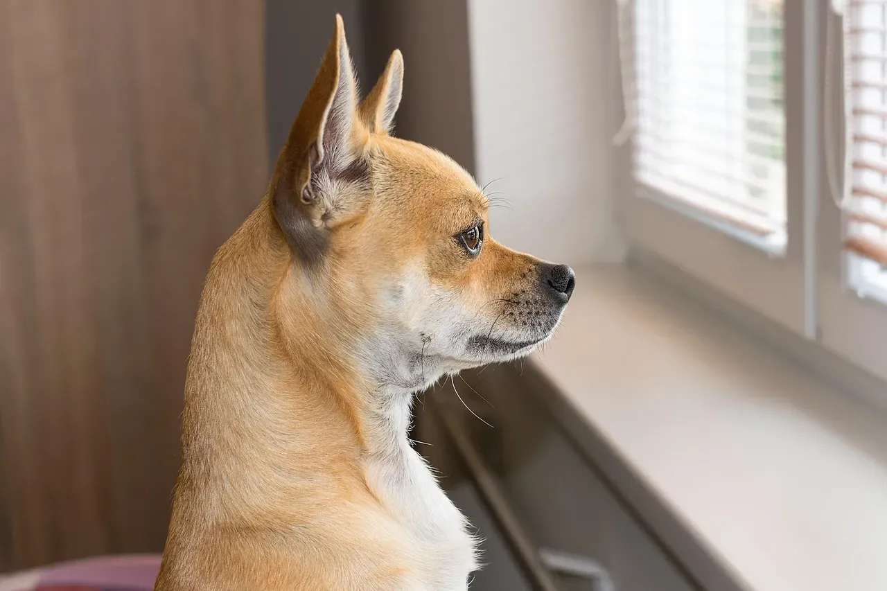 16. They Remember And Repeat “Waiting Spots” Outside (Image Credits: Pixabay)