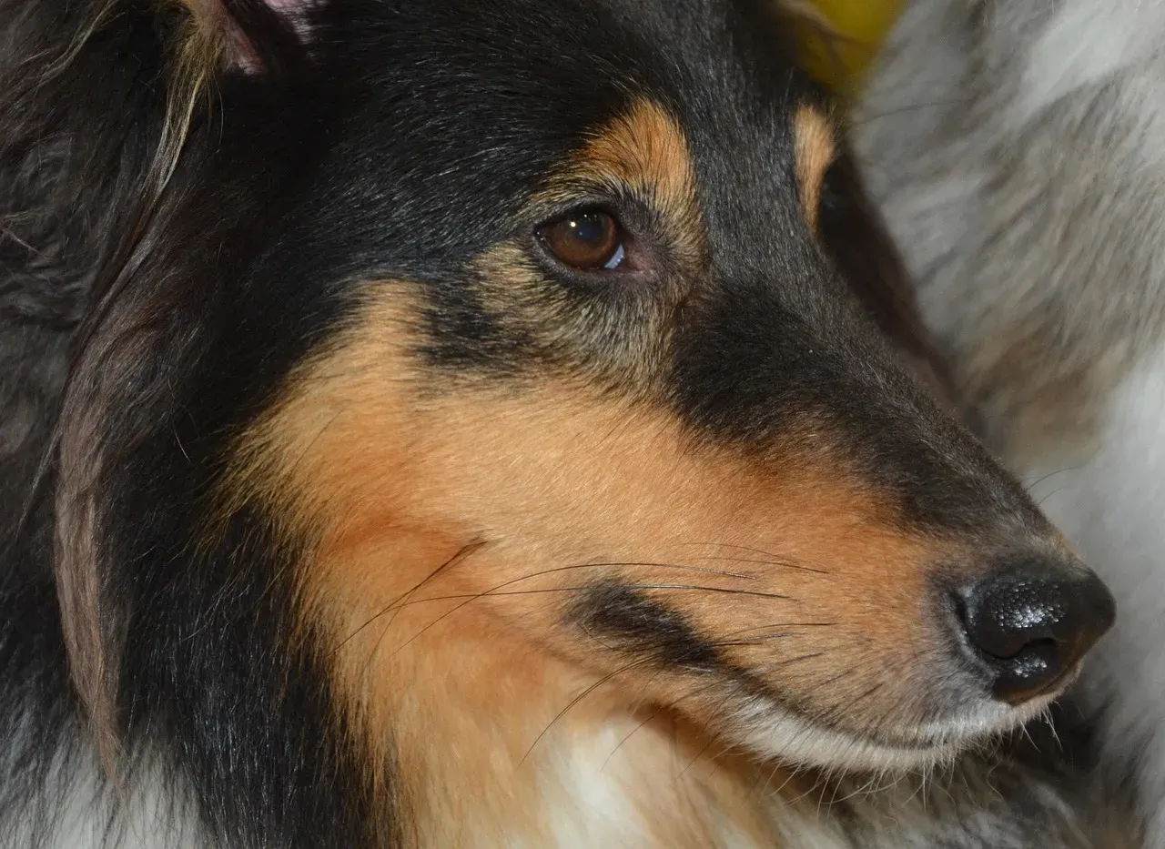 10. Nose Color Shifts with Mood and Health (Image Credits: Pixabay)