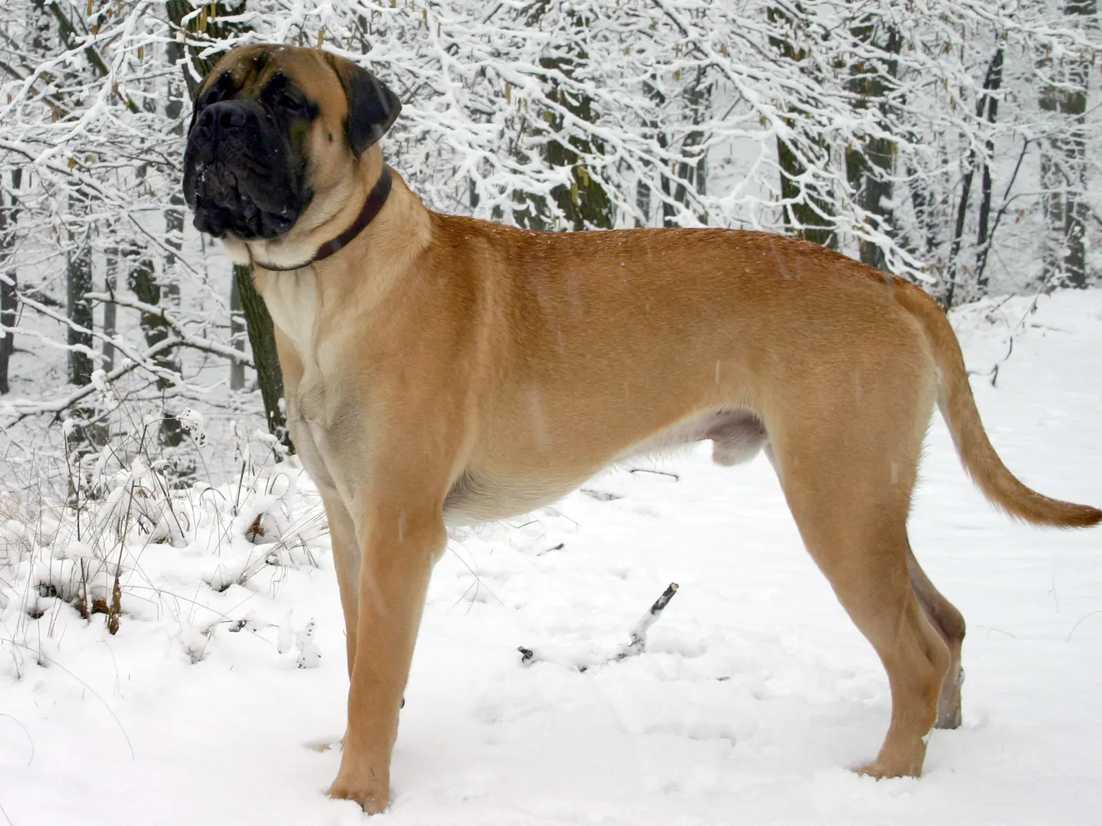 Bullmastiff (self-made by Corpusdigitalis (own dog)Original: de.wikipedia.org 15:32, 2007-03-20 . . 2.149×1.612 (2 MB) . . Corpusdigitalis, CC BY-SA 2.0 de)