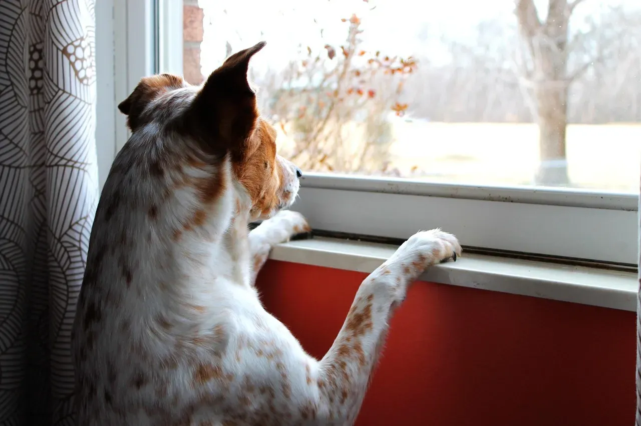 #8 - Long, Fixed Staring Out the Window (Image Credits: Pixabay)