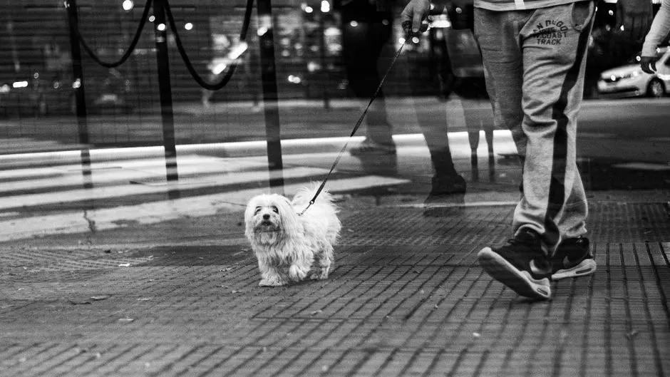 #6 - The Dog They Passed Without Saying Hi (Image Credits: Pexels)