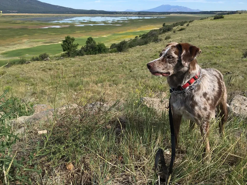 How the Dog Uses Space (cogdogblog, Flickr, CC BY 2.0)