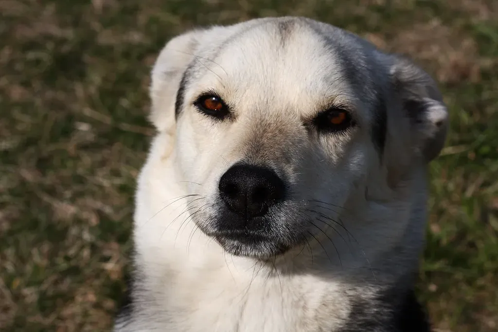 Train Your Dog to Be Comfortable Alone Before It Becomes Urgent (Rennett Stowe, Flickr, CC BY 2.0)