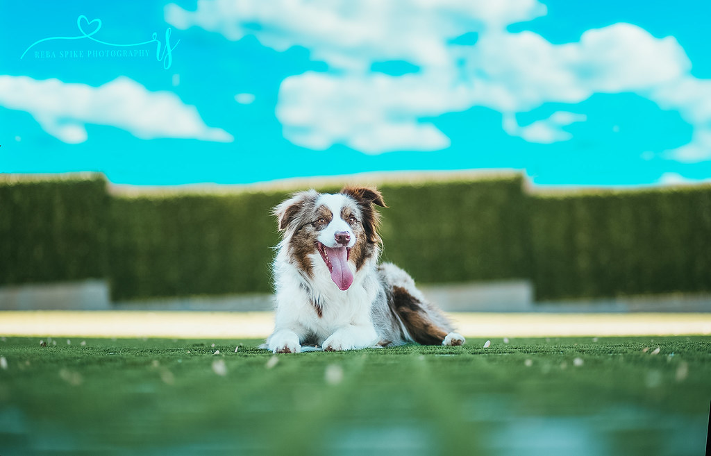 Virgo: The Australian Shepherd Dedication (Image Credits: Flickr)