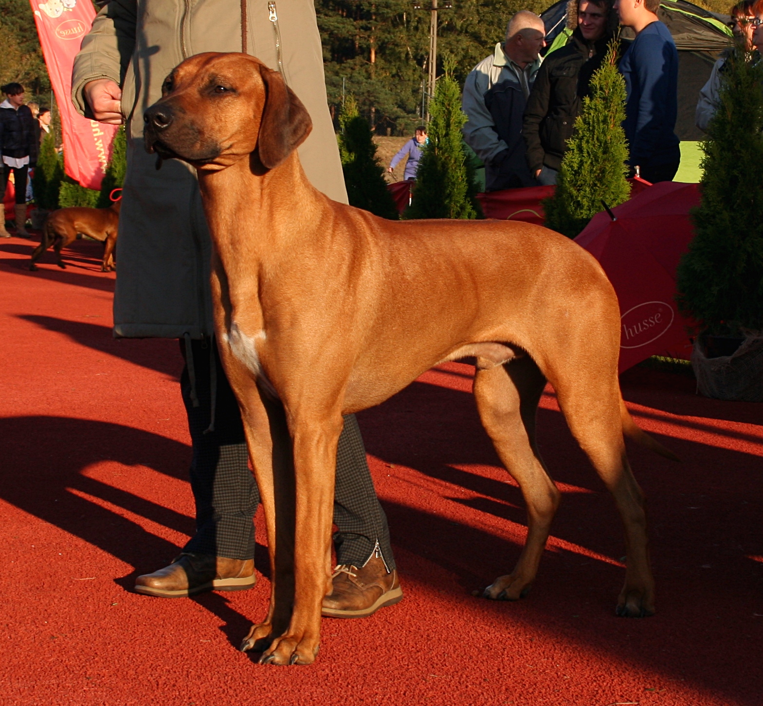 #11. Rhodesian Ridgeback (Image Credits: Wikimedia)