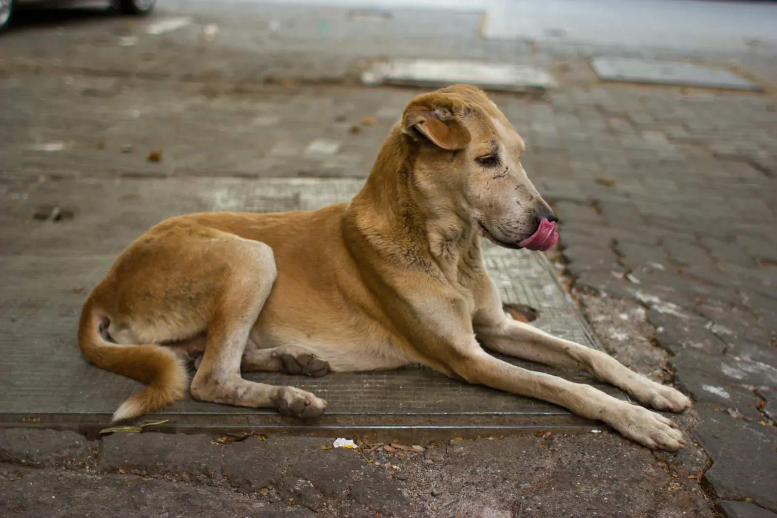 Shake, Yawn, Lick: How It Fits With Other Calming and Displacement Behaviors (By Victorgrigas, CC BY-SA 3.0)