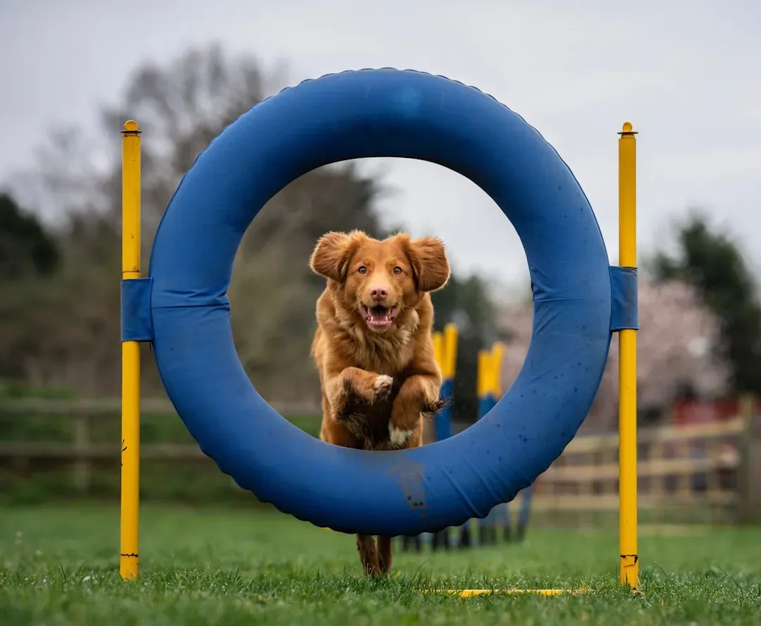 #14 - Dog Class, Agility, or Daycare Days (Image Credits: Unsplash)