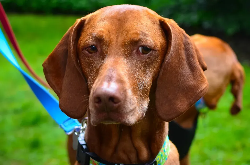 8. Vizsla: The Outdoor Enthusiast's Dream (Image Credits: Flickr)