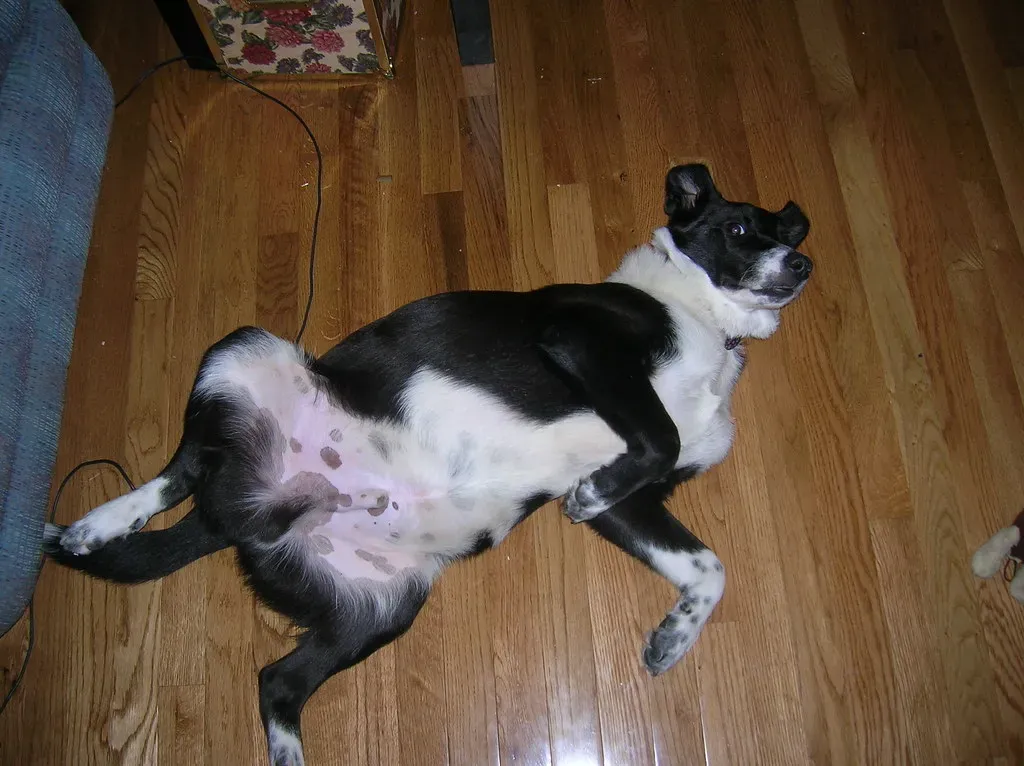 #13 - Emptying the Living Room for the Daily Zoomies (ariedana, Flickr, CC BY 2.0)
