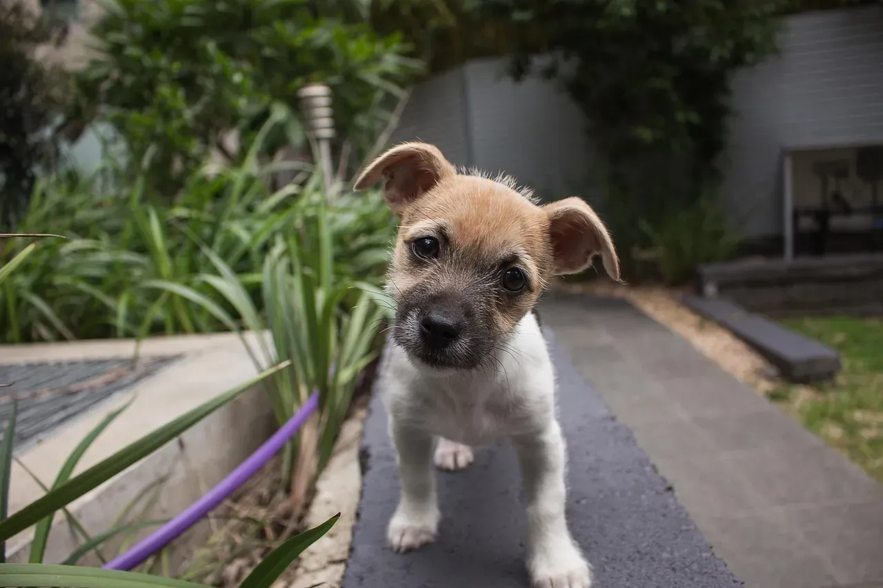 Head Tilting Often Shows Up With Words Dogs Actually Recognize (Image Credits: Pixabay)