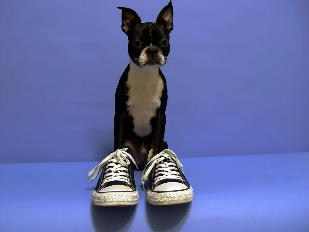 Positive Solution: Learn to Read Your Dog and Adjust (Image Credits: Flickr)