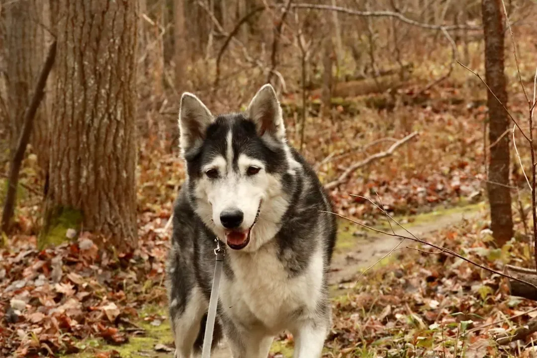 #15 - Siberian Husky: The Diva Who Learns to Whisper (Image Credits: Unsplash)