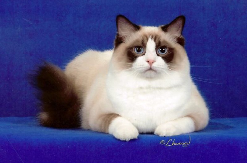Exceptional Health for a Purebred Cat (Image Credits: Flickr)