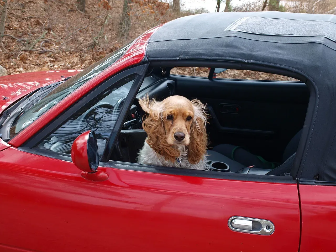 Road Trips with Dogs: How to Make It Work (Image Credits: Pixabay)
