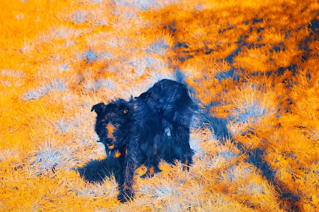 Canines Can Detect Weak Thermal Radiation (Image Credits: Unsplash)