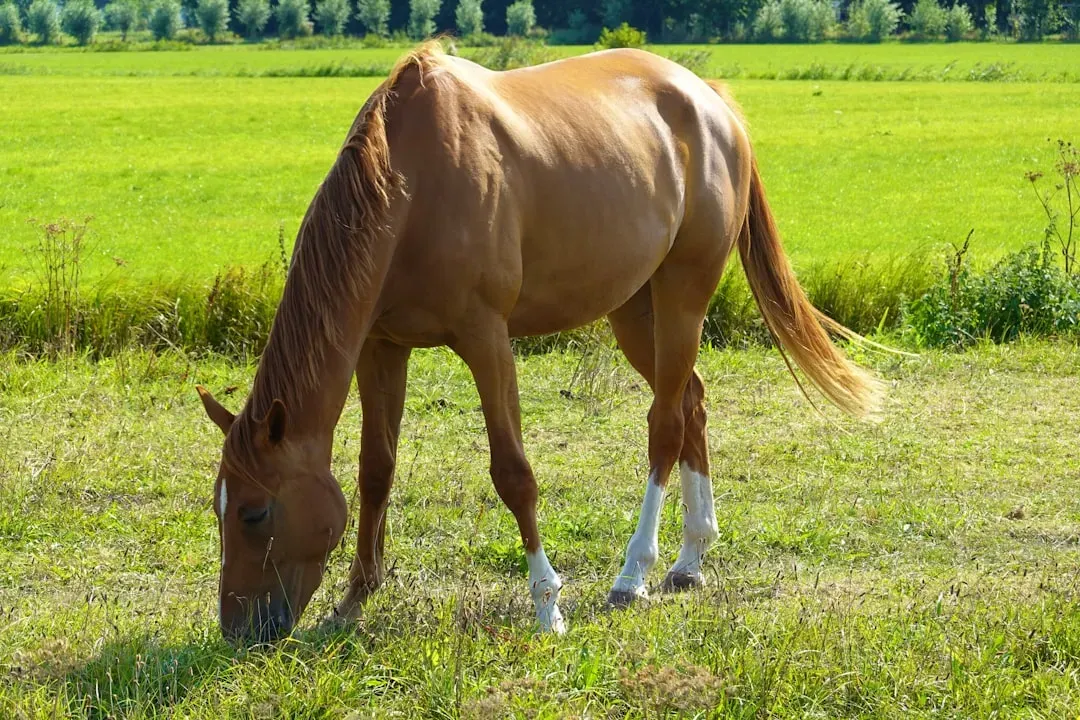 Healthy Appetite and Normal Digestive Function (Image Credits: Unsplash)