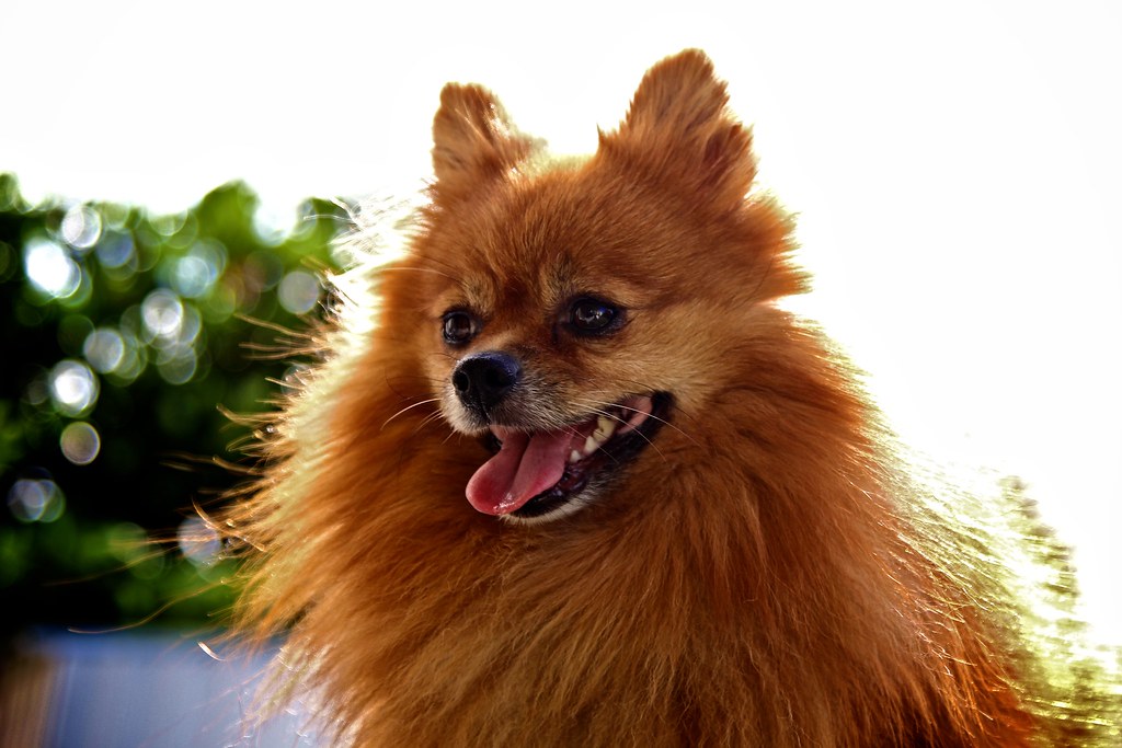 Leo Moon: The Pomeranian (Image Credits: Flickr)