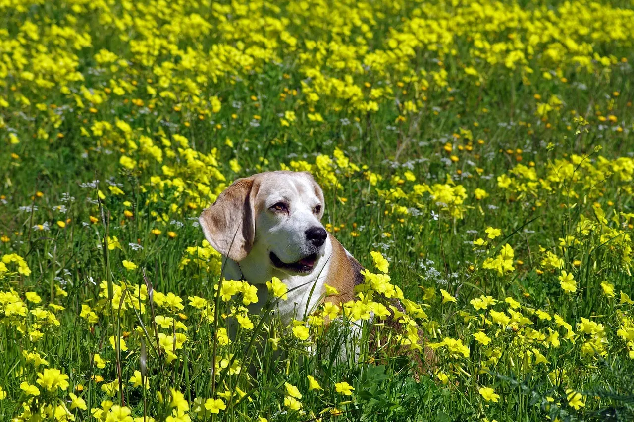 6. Beagle: Nose First, Bathroom Later (Image Credits: Pixabay)