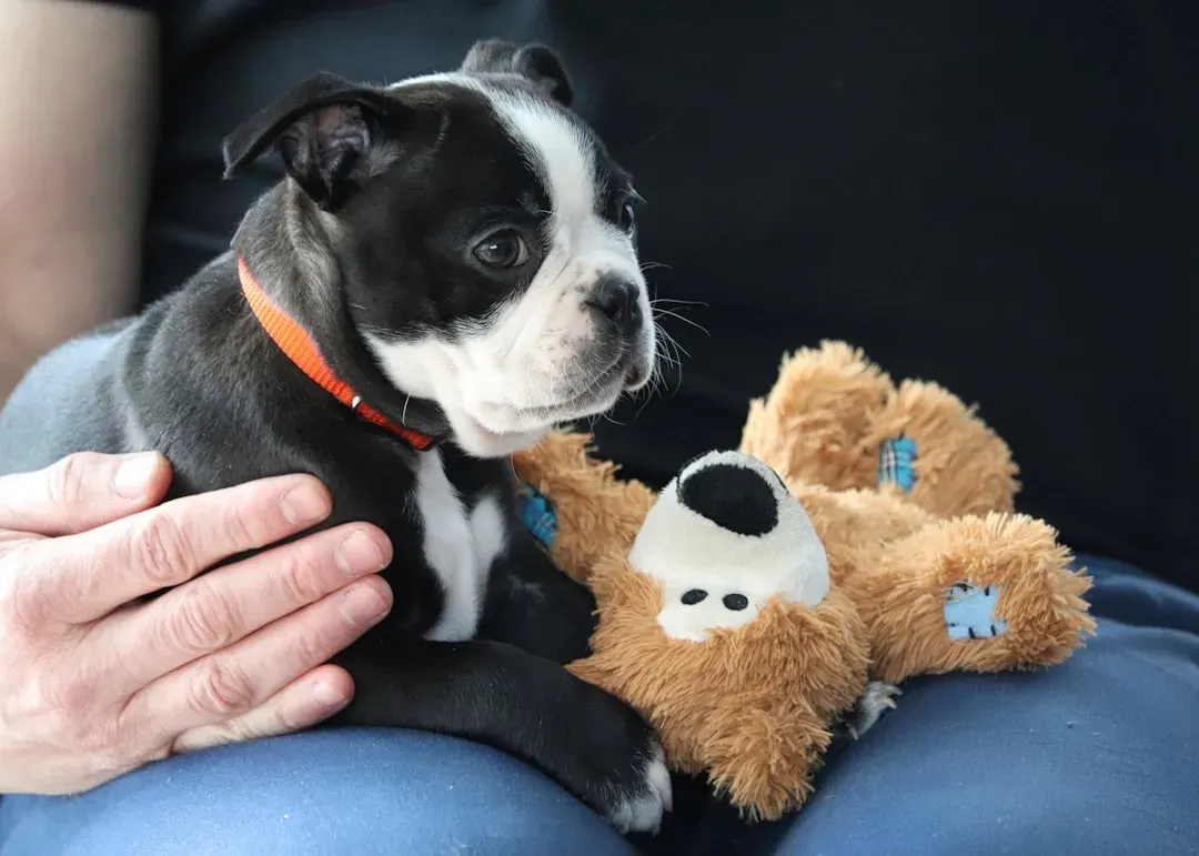 #1 - How Fast Your Puppy Recovers From a Scare (Image Credits: Unsplash)