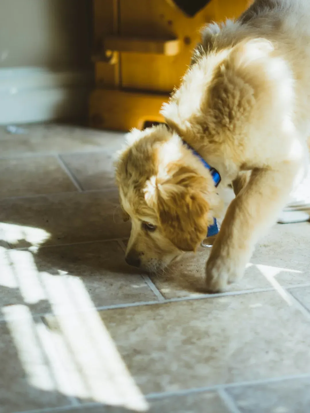 Mental Workout: Why Sniffing Tires Dogs Out (Image Credits: Unsplash)