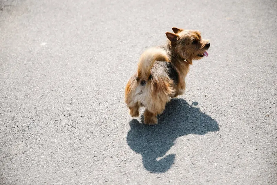 Giving Up and Walking Away (Image Credits: Pexels)