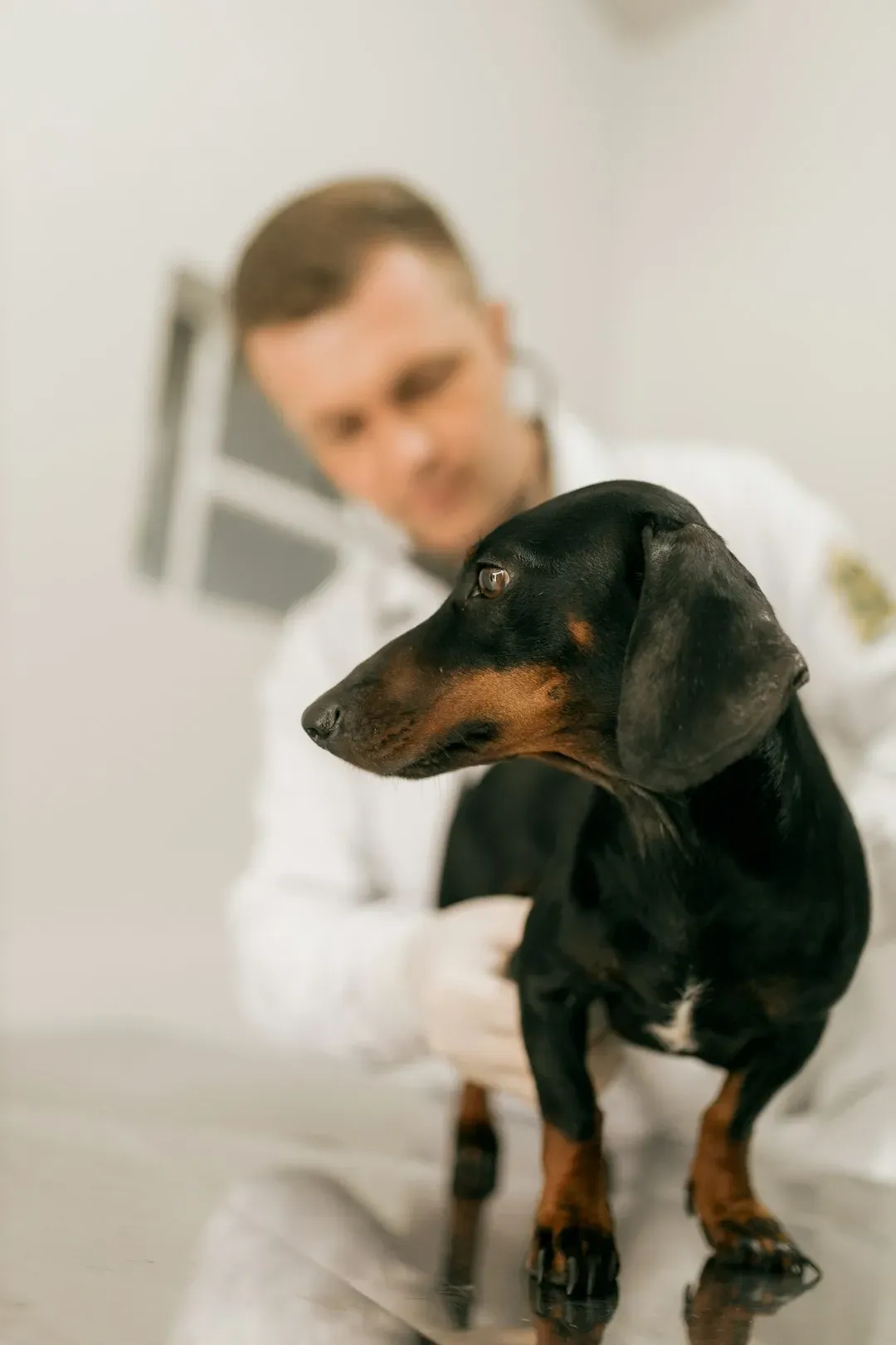 9. Schedule Regular Vet Checkups (Image Credits: Unsplash)