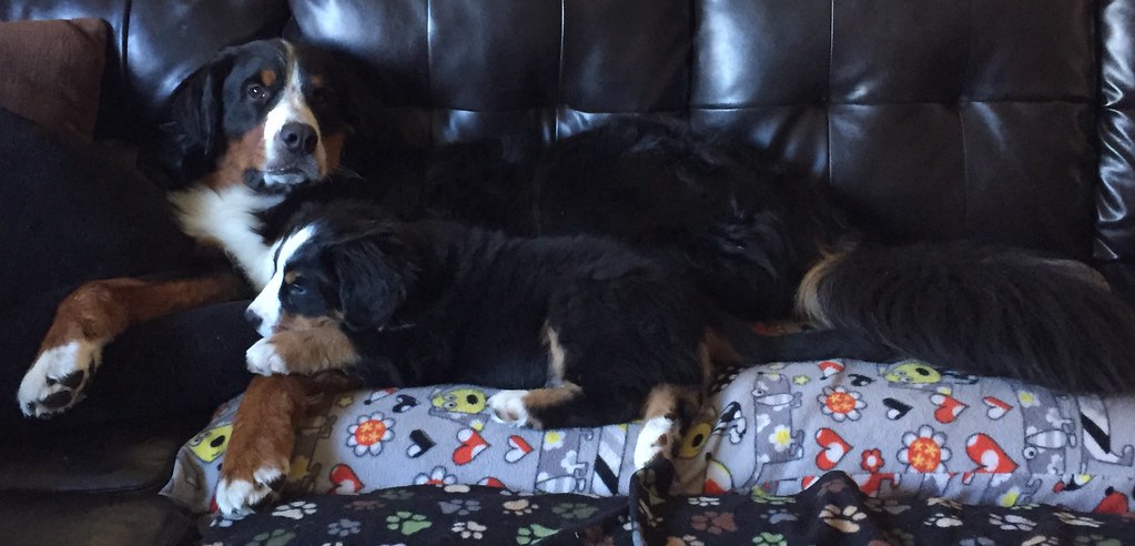 Bernese Mountain Dog: The Velcro Companion (Image Credits: Flickr)