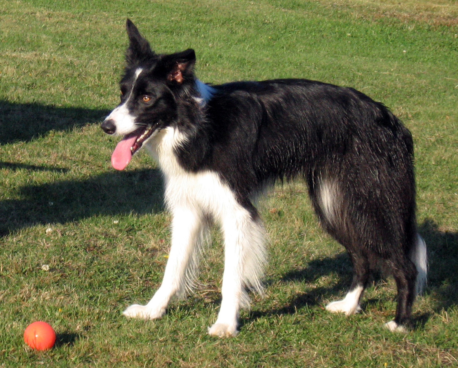 Cancer: Collie (Image Credits: Wikimedia)