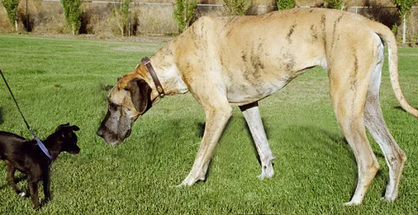 #9: Your Dog's Sniffing Style - And What It Reveals (By Elf at English Wikipedia, CC BY-SA 3.0)