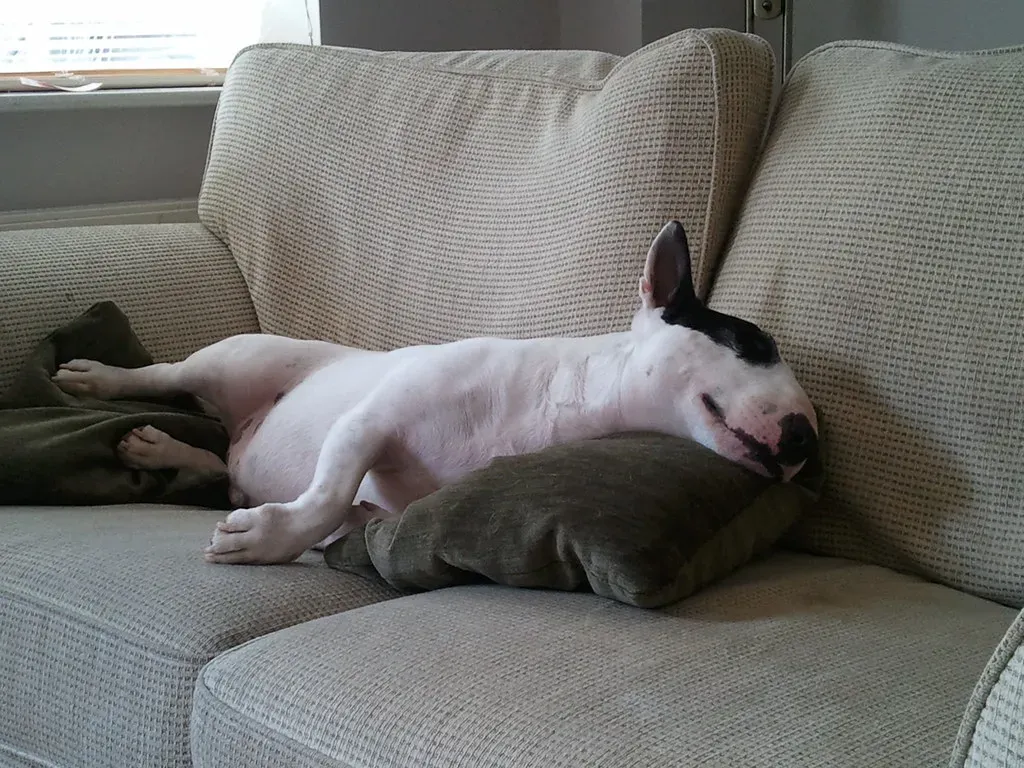 Conclusion: What Your Dog Is Really Saying at Bedtime (StooMathiesen, Flickr, CC BY 2.0)