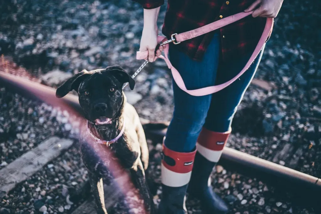 A Sense of Purpose Influences Reward Circuits (Image Credits: Rawpixel)