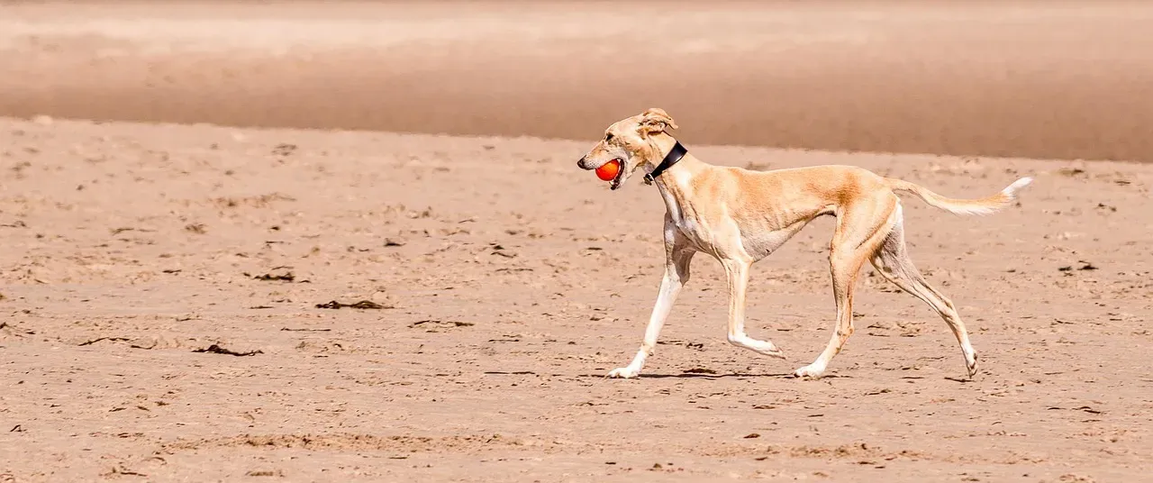 Life Changes That Affect Dogs (Image Credits: Pixabay)