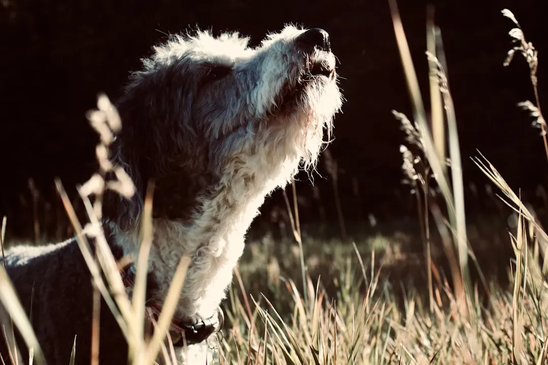 Understanding and Supporting Your Dog (Image Credits: Unsplash)