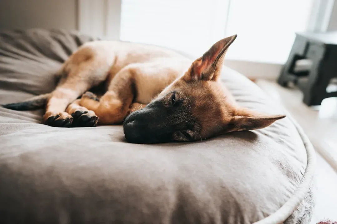 #11 - Breathing Slows to a Deep, Audible Rhythm (Image Credits: Unsplash)