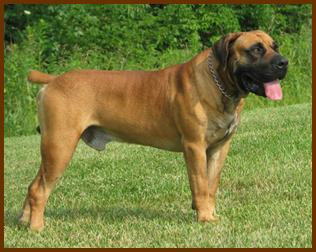 4. Boerboel (Image Credits: Wikimedia)