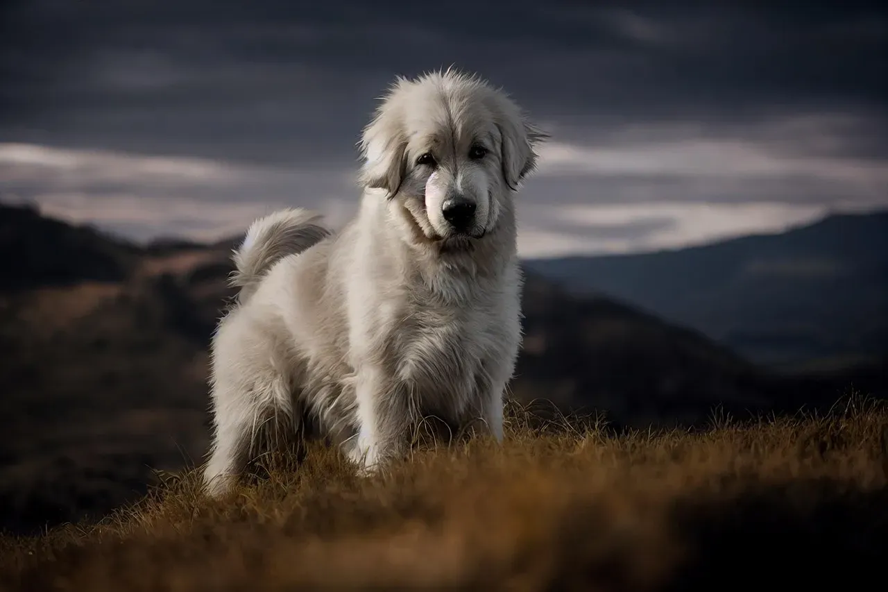 Great Pyrenees (Image Credits: Pixabay)